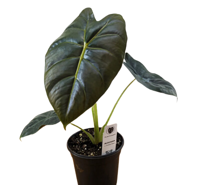 4" Alocasia Golden Bone